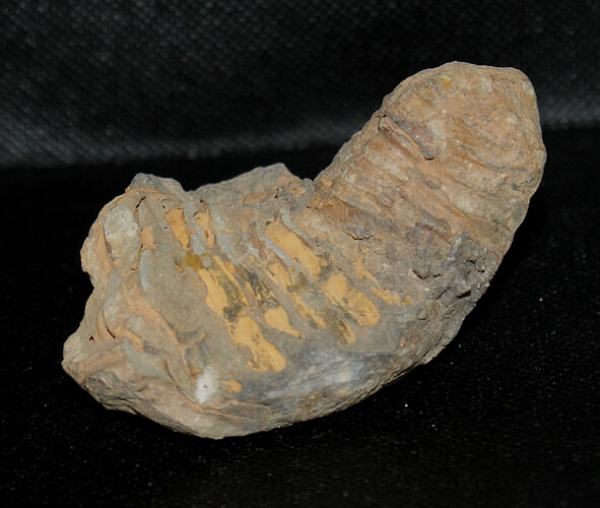 Trilobit Calymene